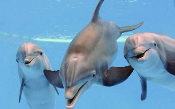 Перші в цьому році: в Одеській області помітили зграю дельфінів (фото) «фото»