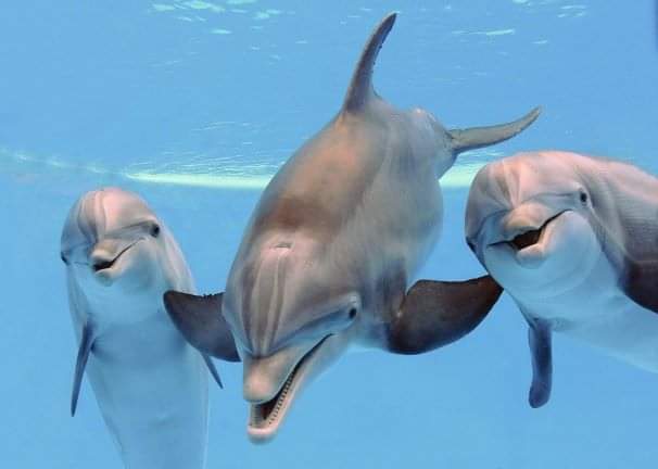 Перші в цьому році: в Одеській області помітили зграю дельфінів (фото) «фото»