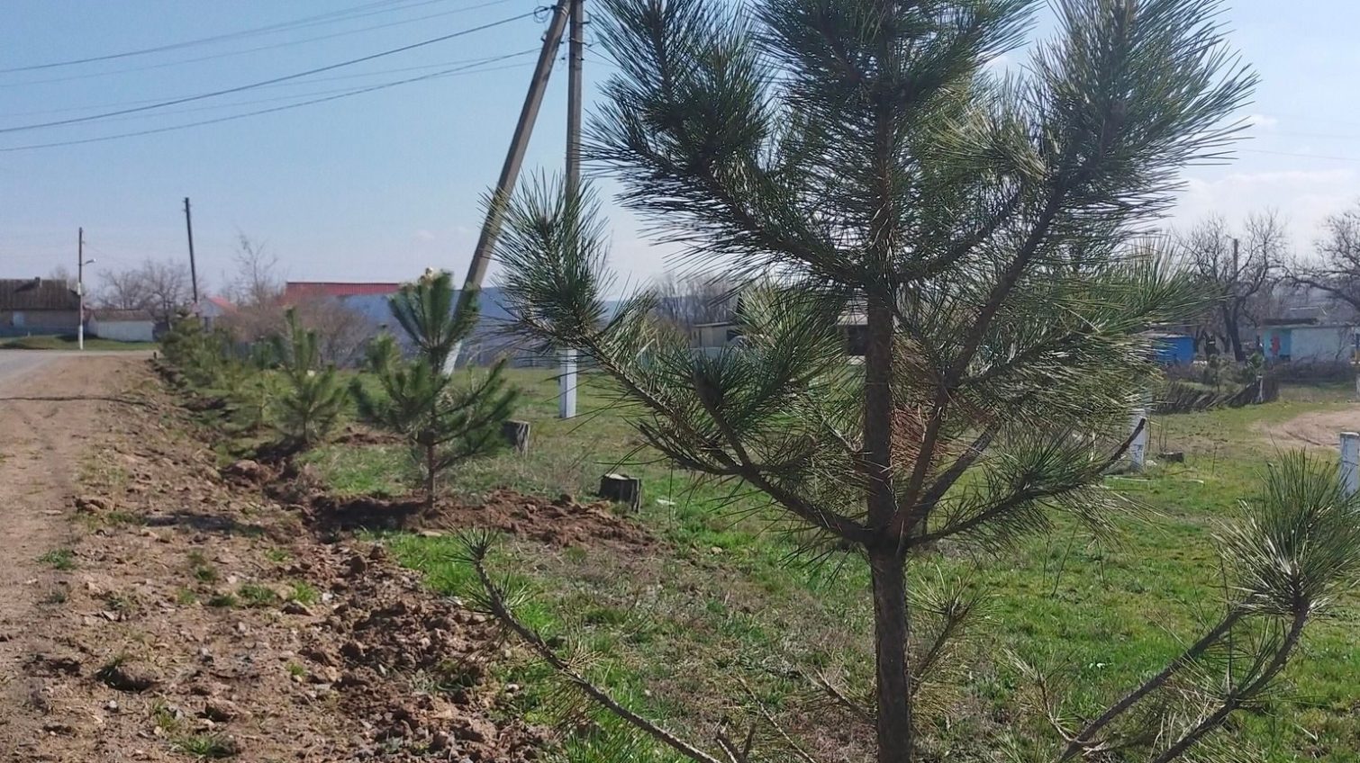В Новоукраїнці на Одещині висадили 450 троянд та понад 80 дерев (фото) «фото»