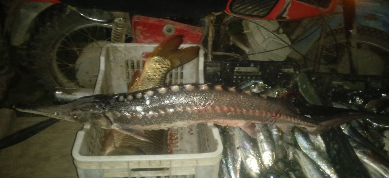 На Одещині затримали браконьєра з рідкісною рибою «фото»