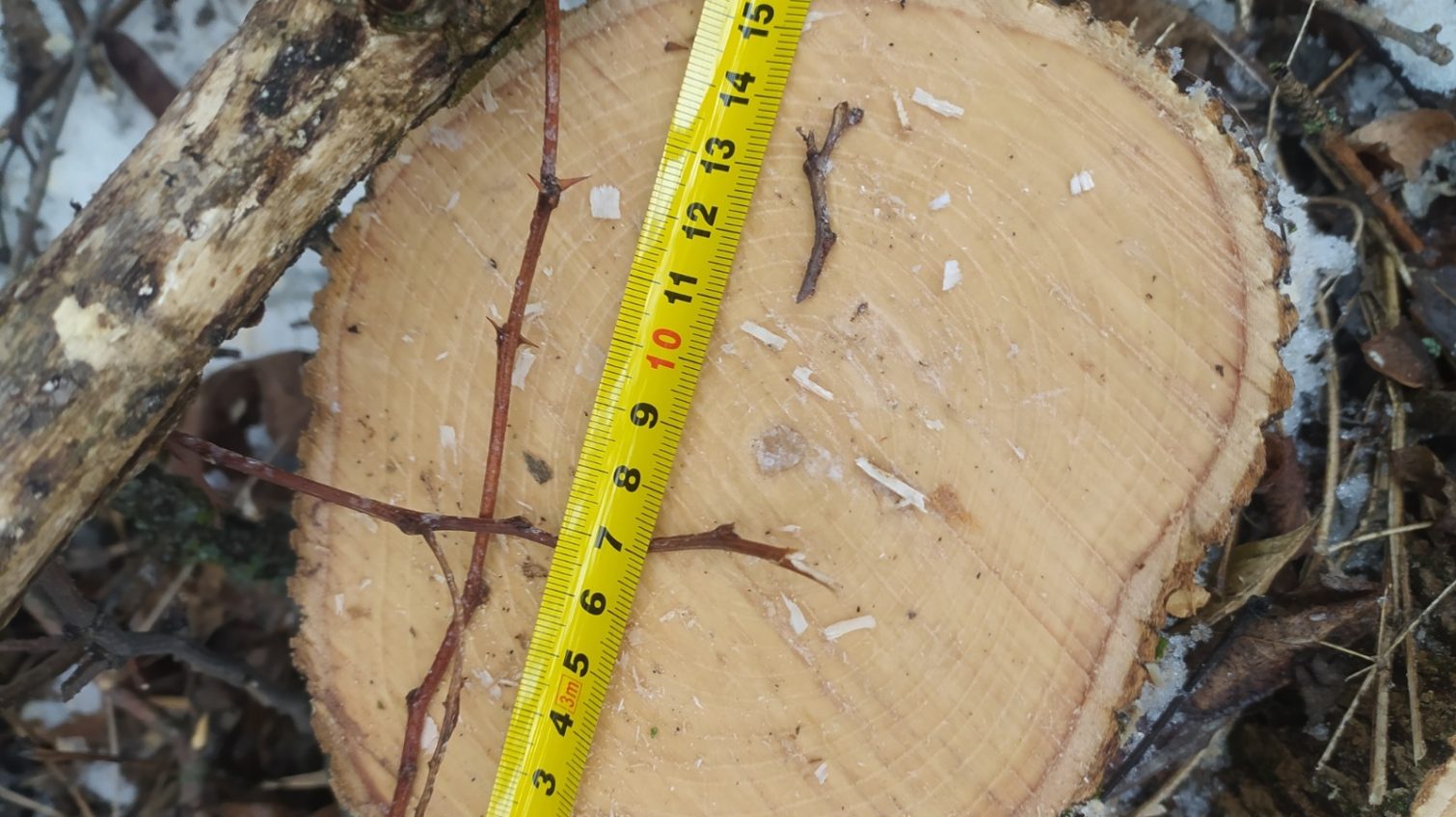Спиляв понад 100 дерев: мешканця Одещини засудили на 5 років (фото) «фото»
