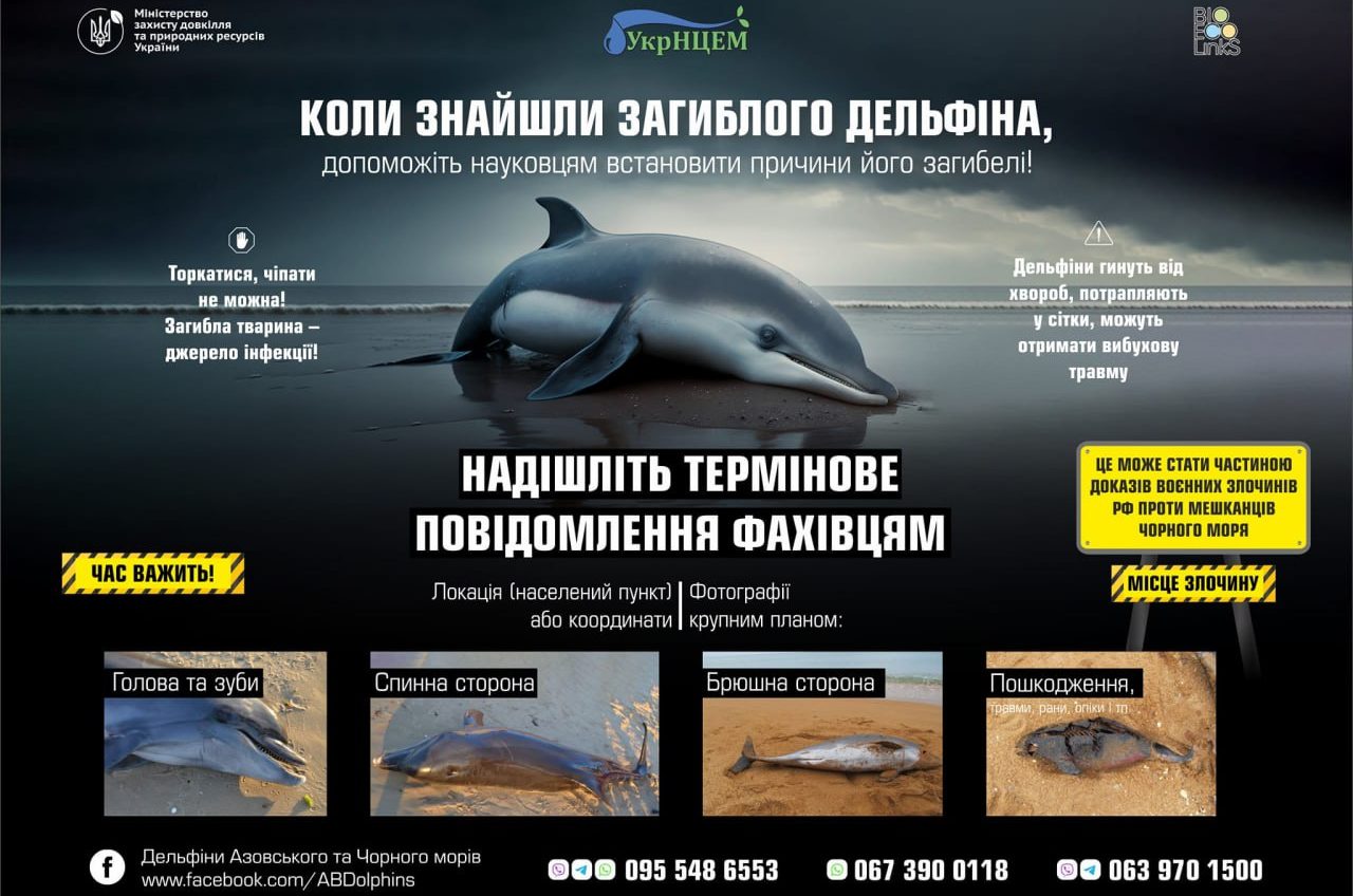Одеситів закликають повідомляти про мертвих дельфінів: куди звертатися і чому це важливо «фото»