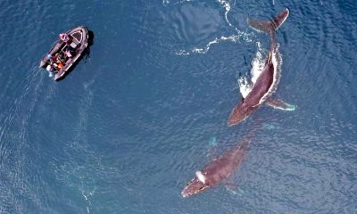 Одеситка вивчає китів Антарктиди за допомогою дрона (фото) «фото»
