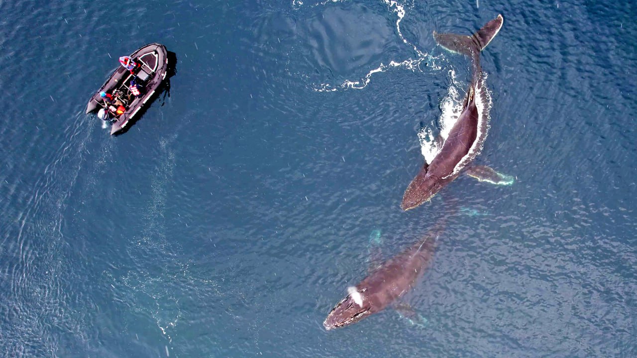 Одеситка вивчає китів Антарктиди за допомогою дрона (фото) «фото»