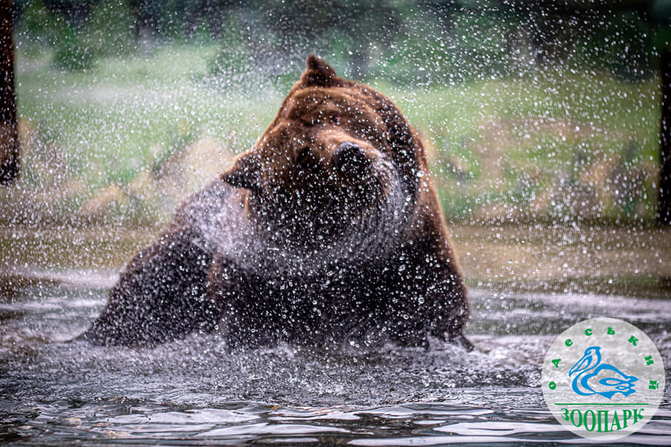 Весна прийшла: в Одеському зоопарку прокинулися ведмеді (фото) «фото»