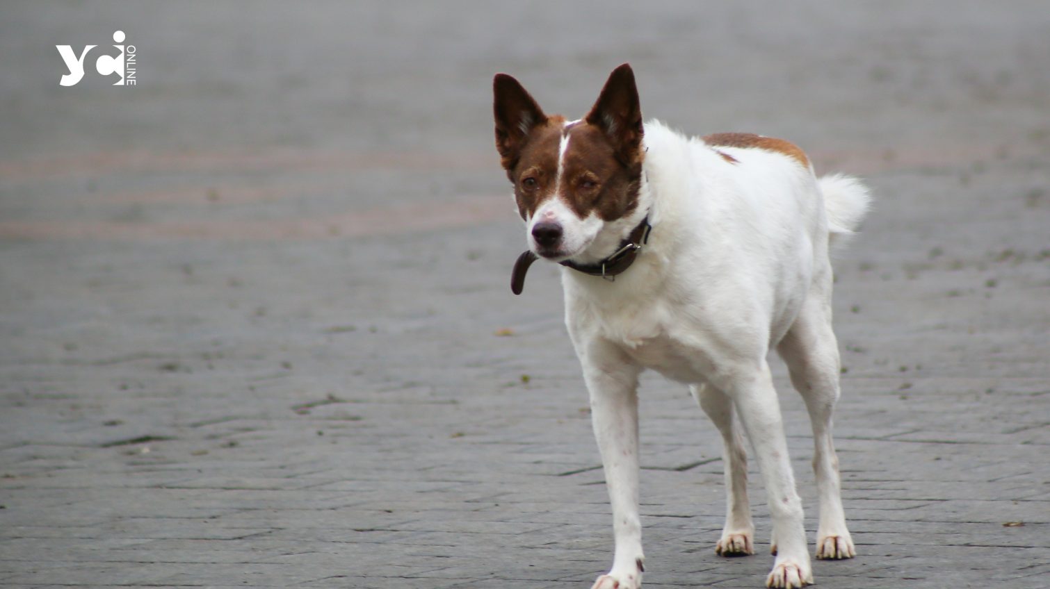 В Одеській області знайшли сказ у домашнього собаки «фото»