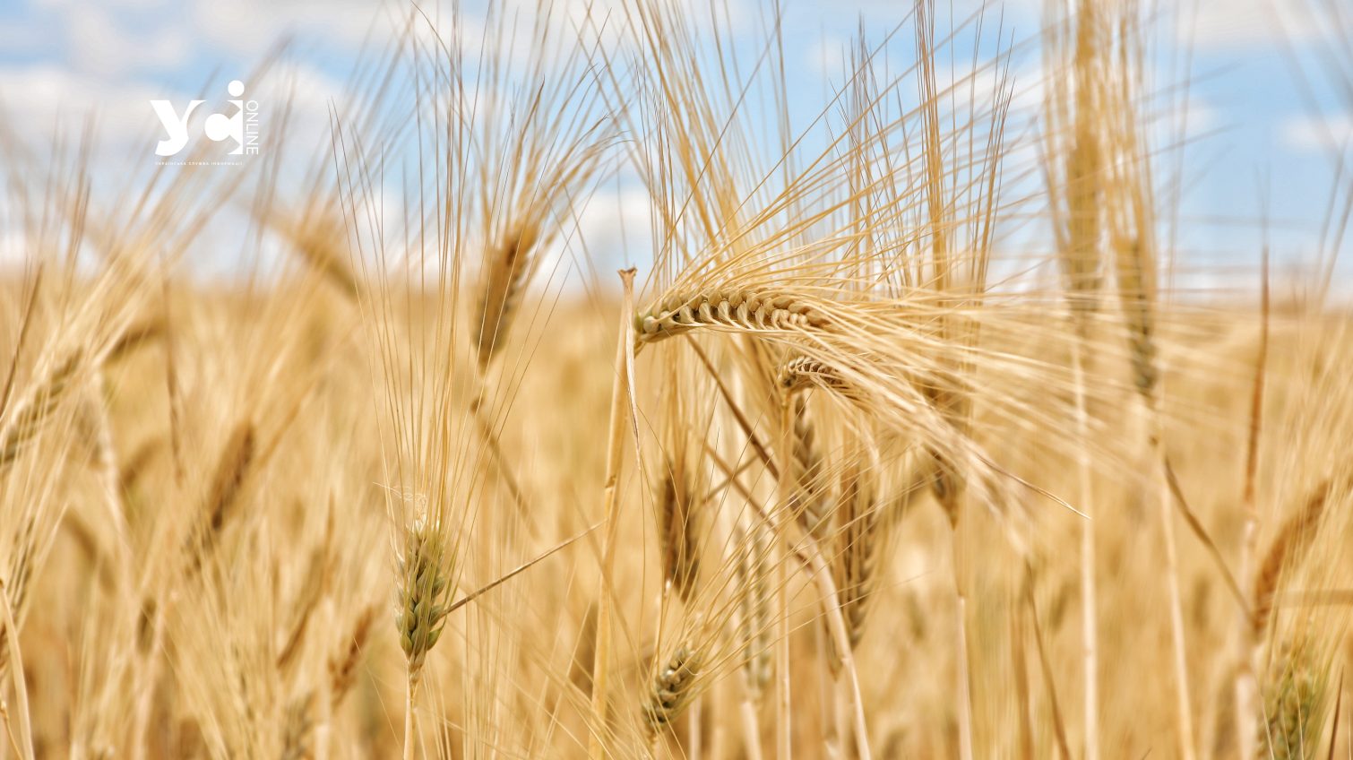 Українське зерно: експерт пояснив, що впливає на цінники та скільки збіжжя планують засіяти на Одещині «фото»