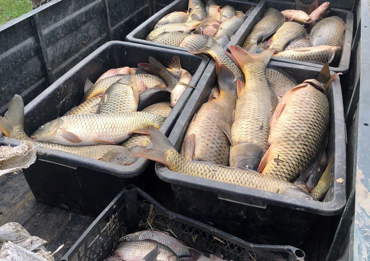 Майже 300 кг риби: на Одещині затримали браконьєра «фото»