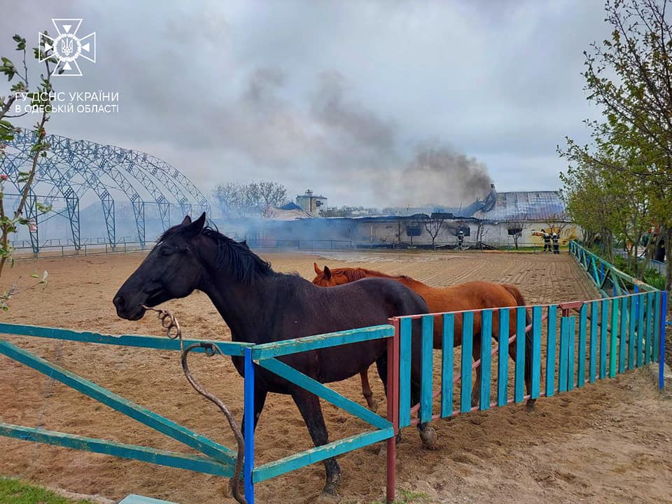Під Одесою спалахнула приватна стайня: врятували 24 коня (фото) «фото»