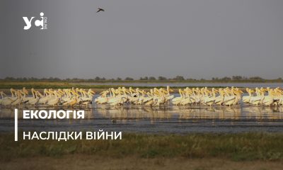 Війна та птахи: як російська агресія вплинула на екологічний стан півдня України «фото»