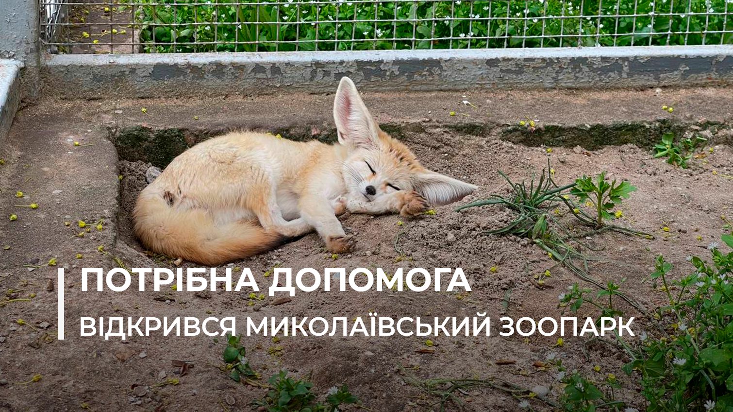 Зоопарк у Миколаєві приймає відвідувачів, але потребує допомоги (відео) «фото»