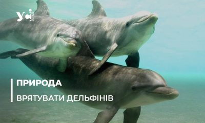 Реабілітаційний центр для китоподібних на Одещині: чому це важливо  «фото»