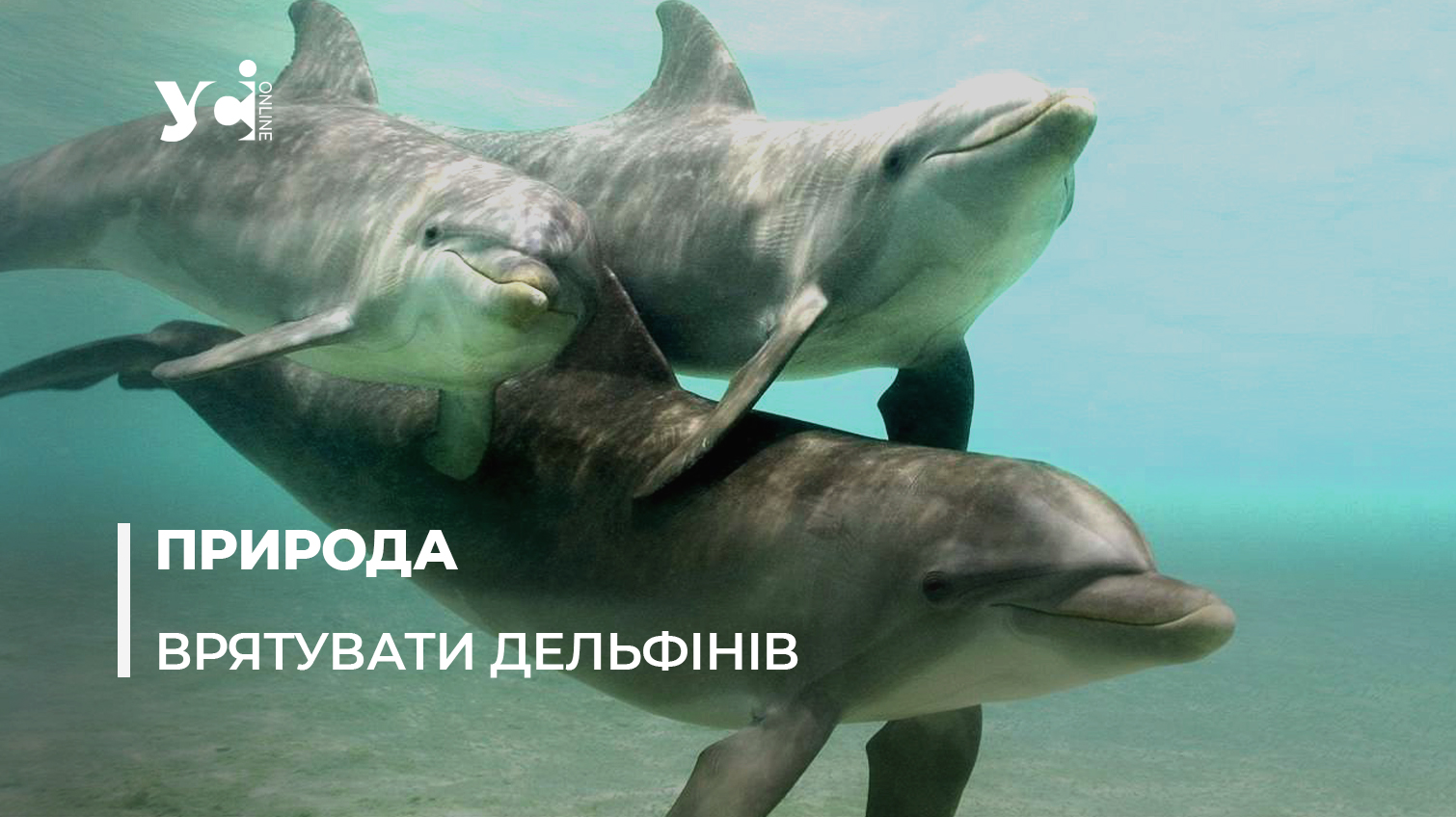 Реабілітаційний центр для китоподібних на Одещині: чому це важливо  «фото»