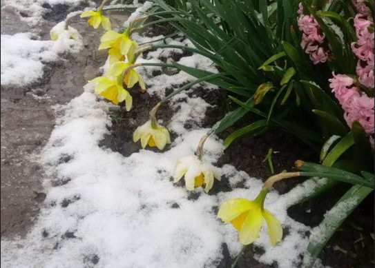 На півдні Одещини випав сніг (фото) «фото»