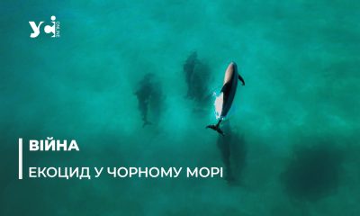 Дельфіни: що відомо про причини загибелі китоподібних Чорного моря «фото»