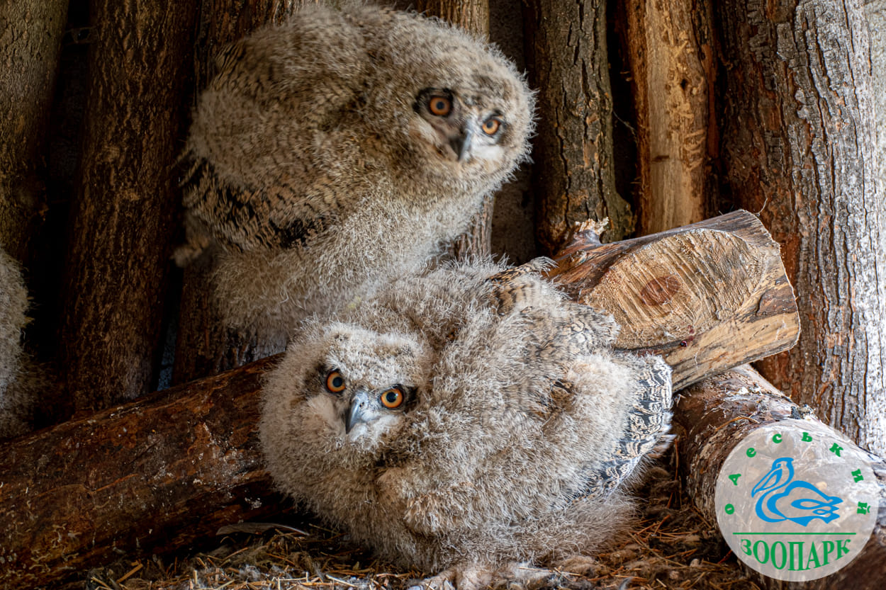 Пташенята пугача вилупились в Одеському зоопарку (фото) «фото»