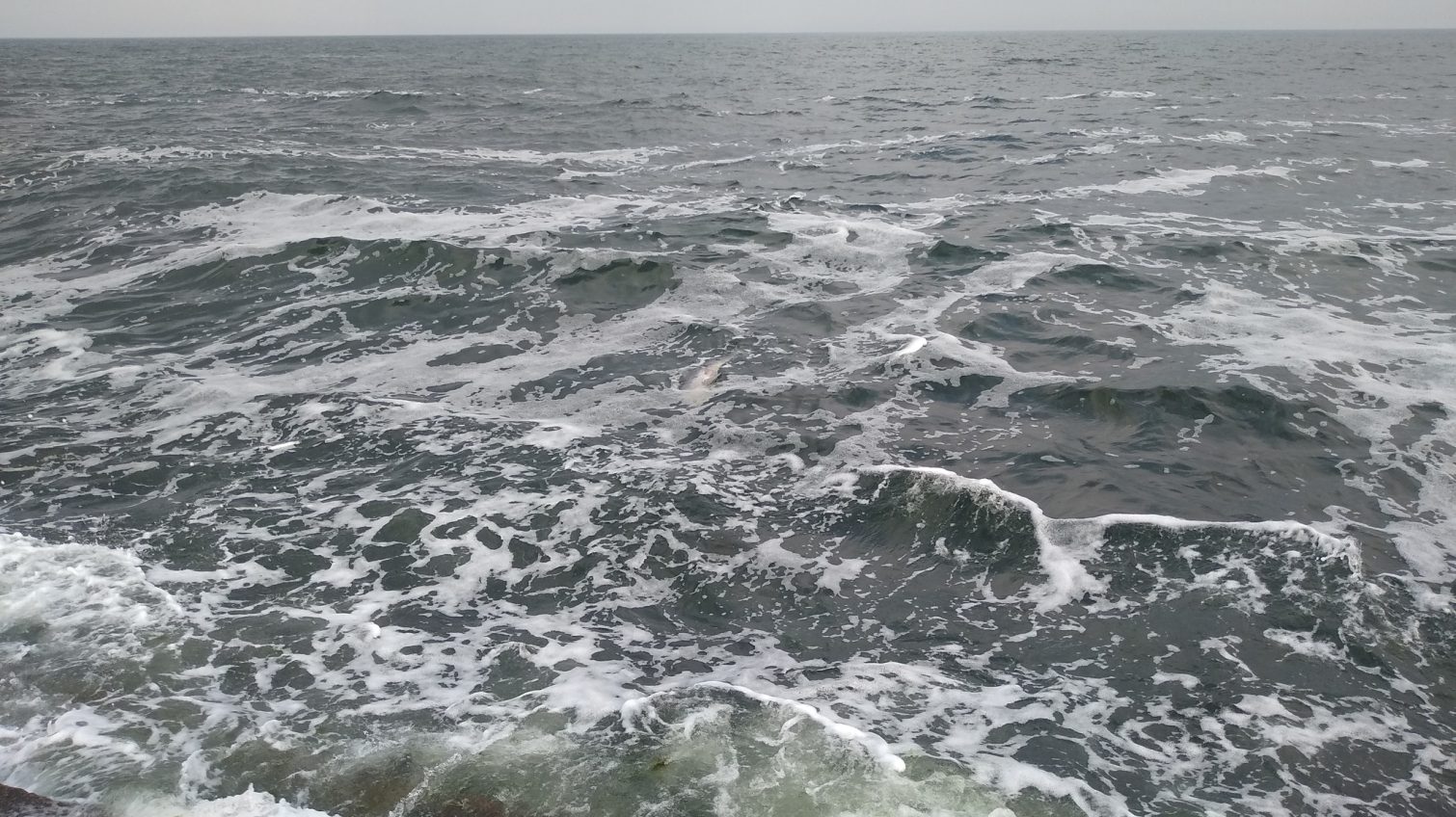 Вперше за весну: в Одесі знайшли труп морського ссавця «фото»