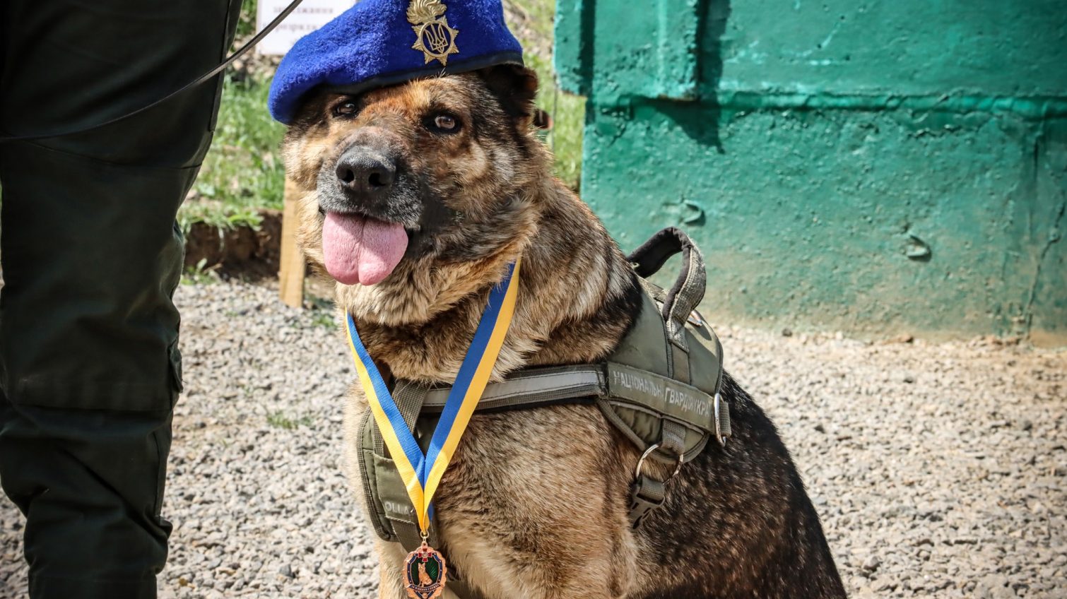 На Одещині нагородили гвардійців-кінологів та службову собаку Кіру (фото) «фото»