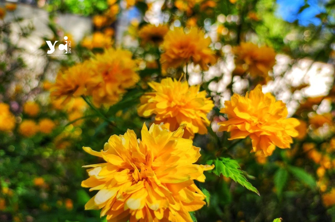 Чорнобривці, тюльпани та конвалії: одеські квітники заграли палітрою фарб (фото) «фото»