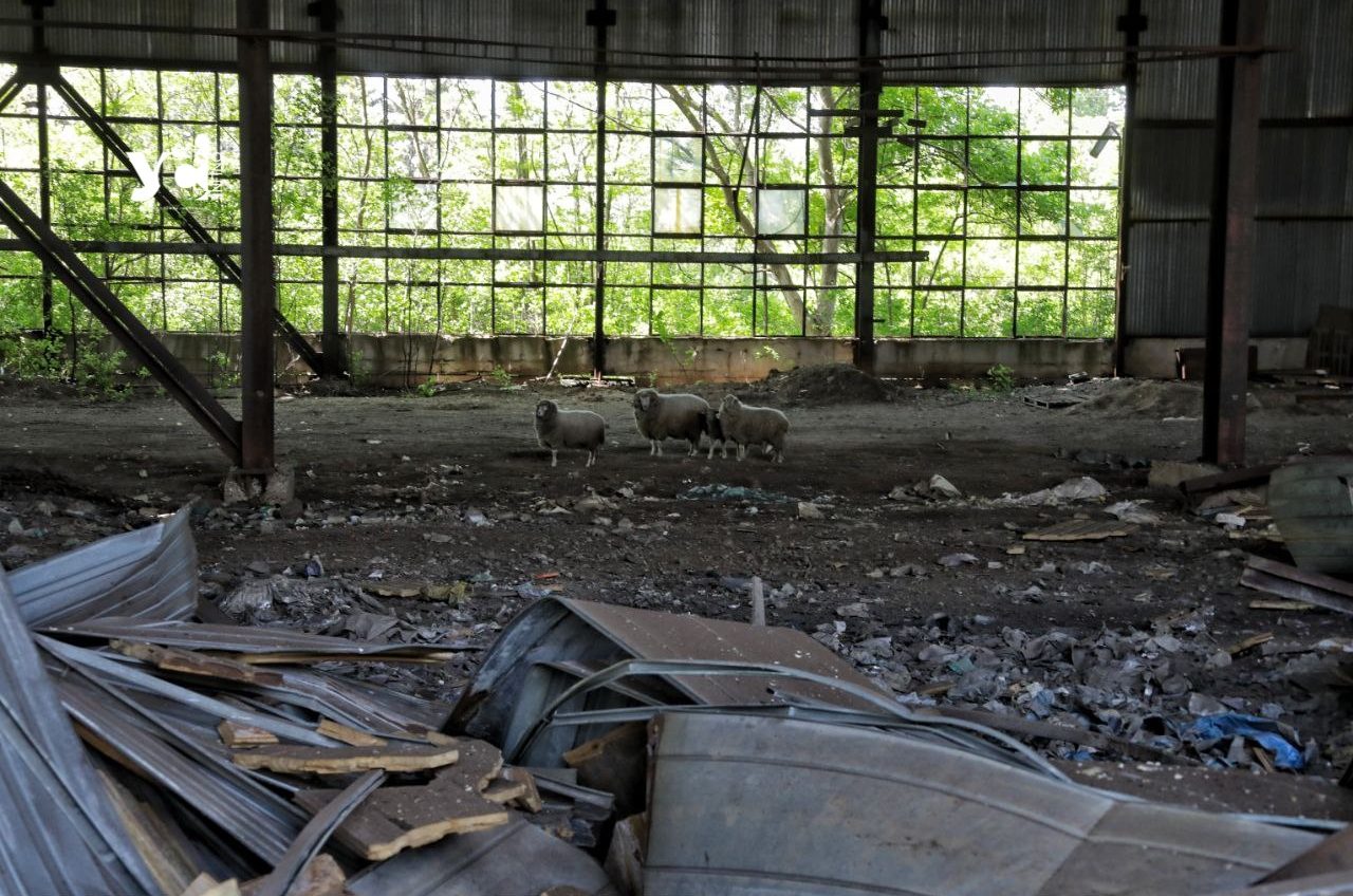Збитки нанесені довкіллю на Одещині у наслідок російської агресії оцінюються у 12 млрд гривень «фото»