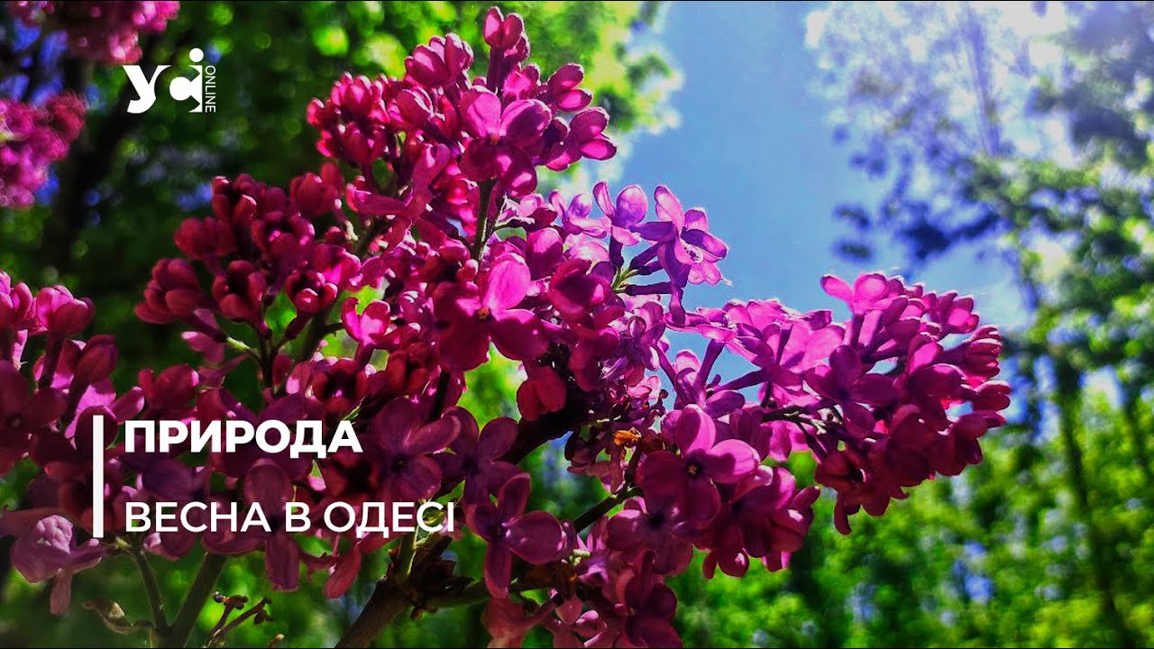 Вуличками Одеси розквітає бузок (фото, відео) «фото»