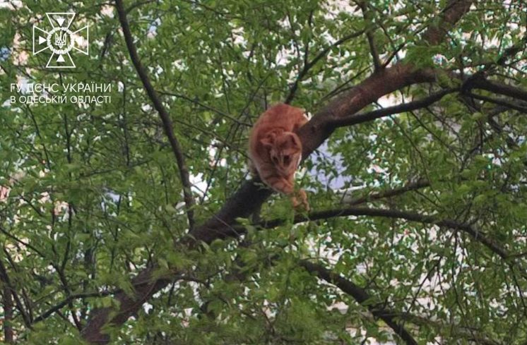 В Одесі рятувальники зняли з дерева кота та його господарку (фото) «фото»