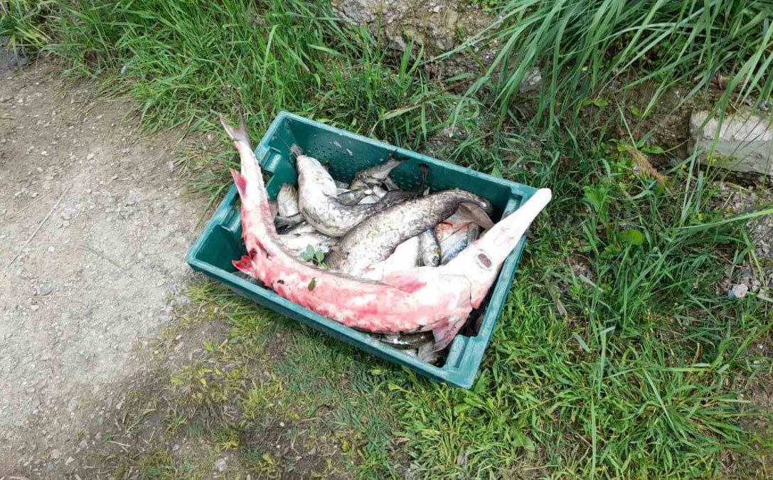 На Дунаї у браконьєра знайшли спійману рибу з Червоної книги «фото»