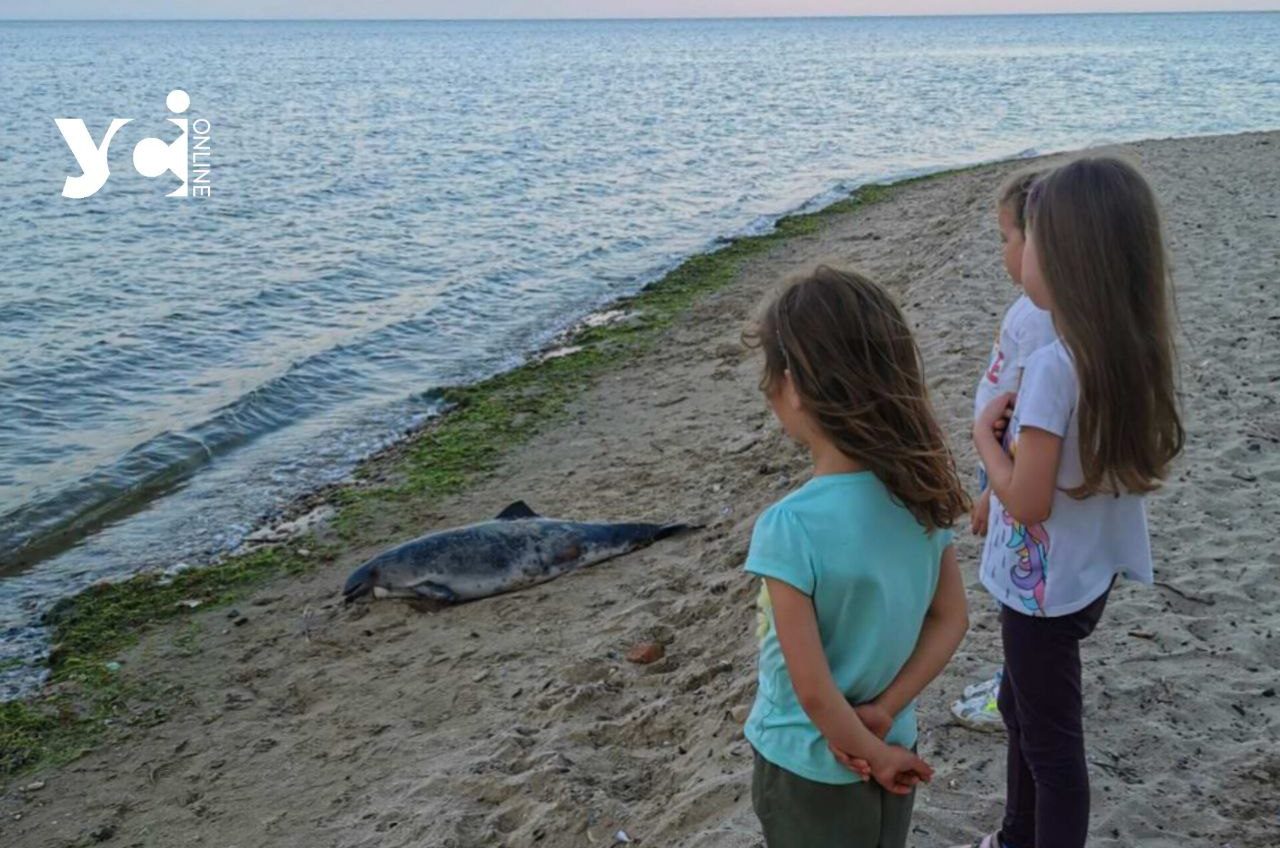 У Чорноморську на узбережжі знайшли мертвого дельфіна (фото) «фото»