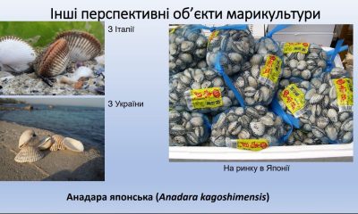 На Одещині планують запустити проєкт з розведення морських делікатесів (фото) «фото»