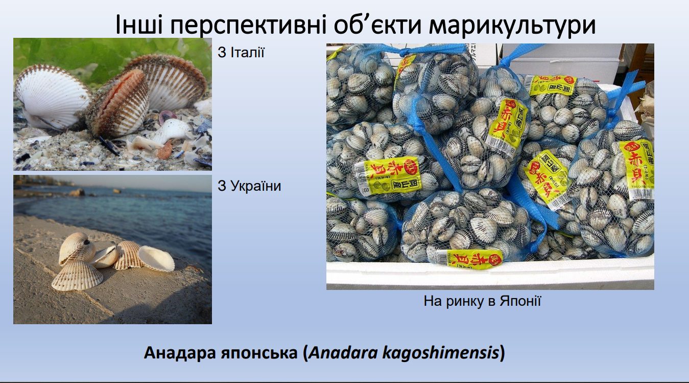 На Одещині планують запустити проєкт з розведення морських делікатесів (фото) «фото»