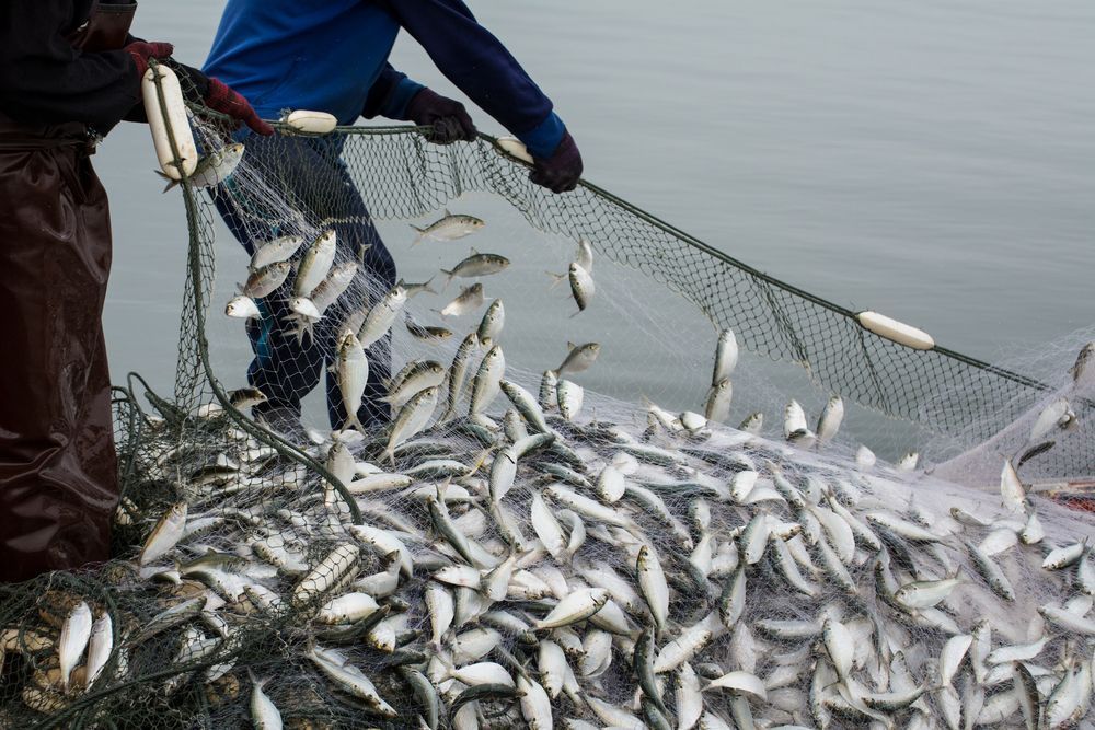 Уряд схвалив Державну стратегію розвитку галузі рибного господарства до 2030 року «фото»