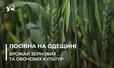 Ситуація на полях Одещини: як на зерно впливають дощі та який буде врожай цьогоріч «фото»