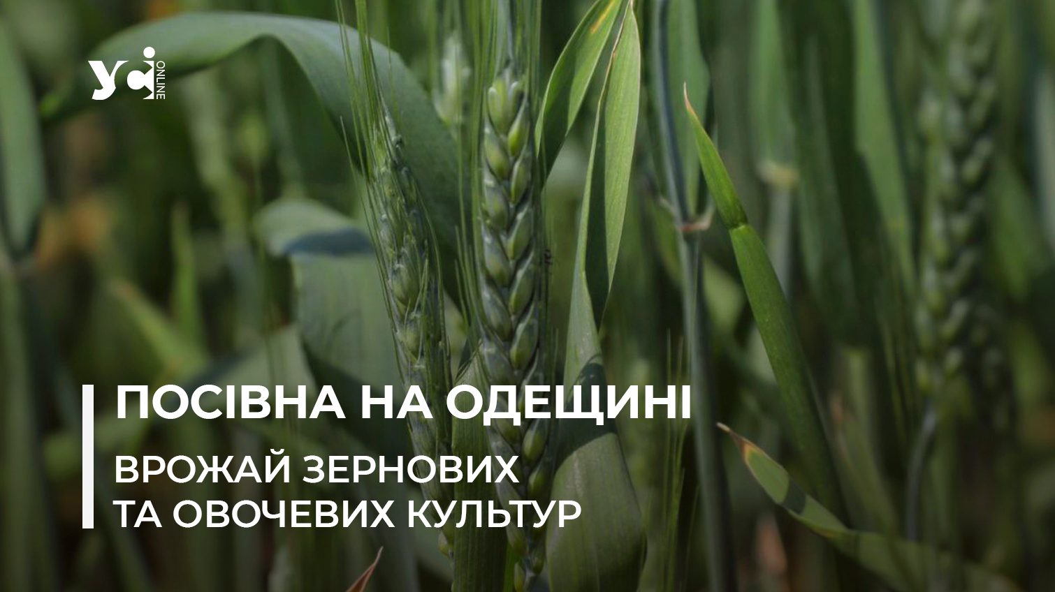 Ситуація на полях Одещини: як на зерно впливають дощі та який буде врожай цьогоріч «фото»