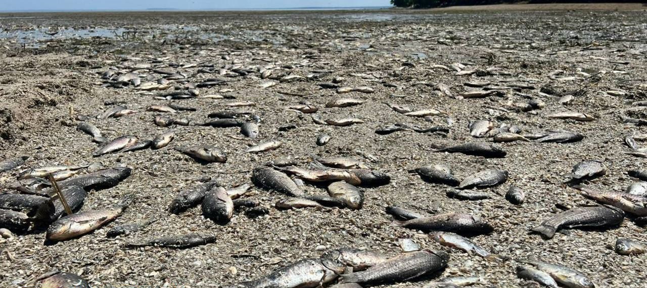 Екоцид: одеситів просять повідомляти про загибель риби «фото»