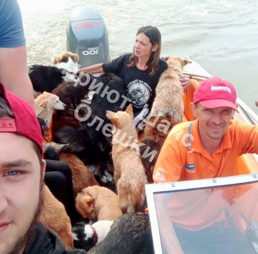 Шість днів у воді: притулок тварин «Шанс» в Олешках потребує допомоги «фото»