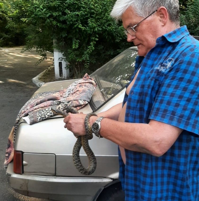 В Одесі змія налякала працівників суду (фото) «фото»