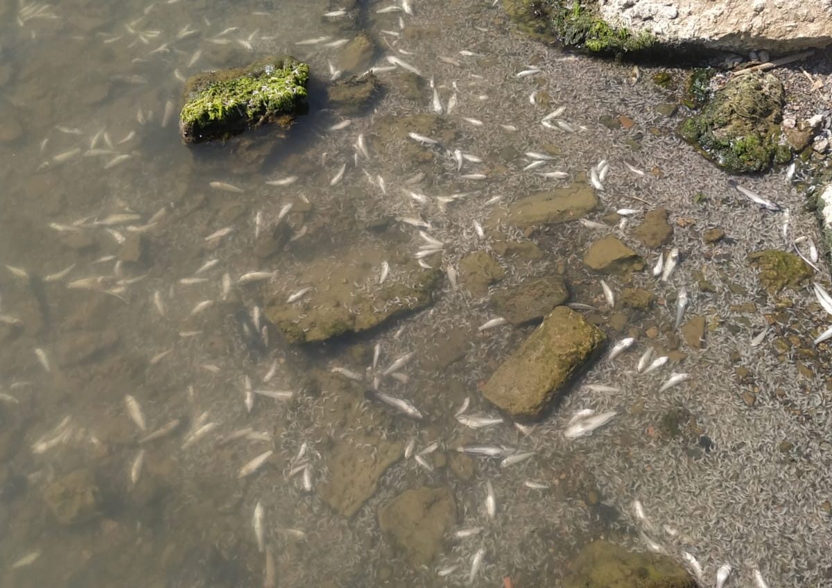 На лимані під Одесою зафіксований мор риби та креветки: купатися не рекомендують (фото) «фото»