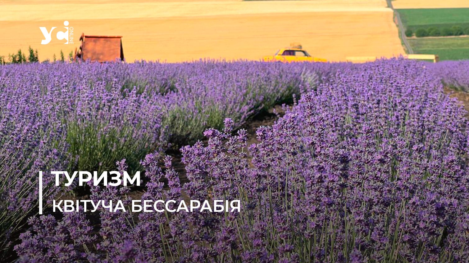 Краса та спокій: лавандове поле неподалік від Одеси (відео) «фото»