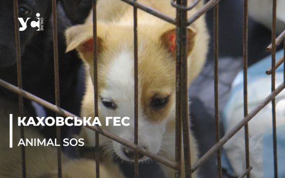 Тварин з Херсонщини евакуювали в Одесу (фото, відео) «фото»