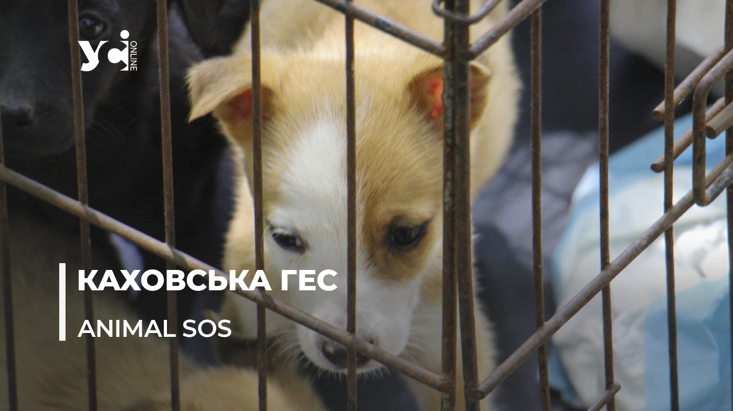 Тварин з Херсонщини евакуювали в Одесу (фото, відео) «фото»
