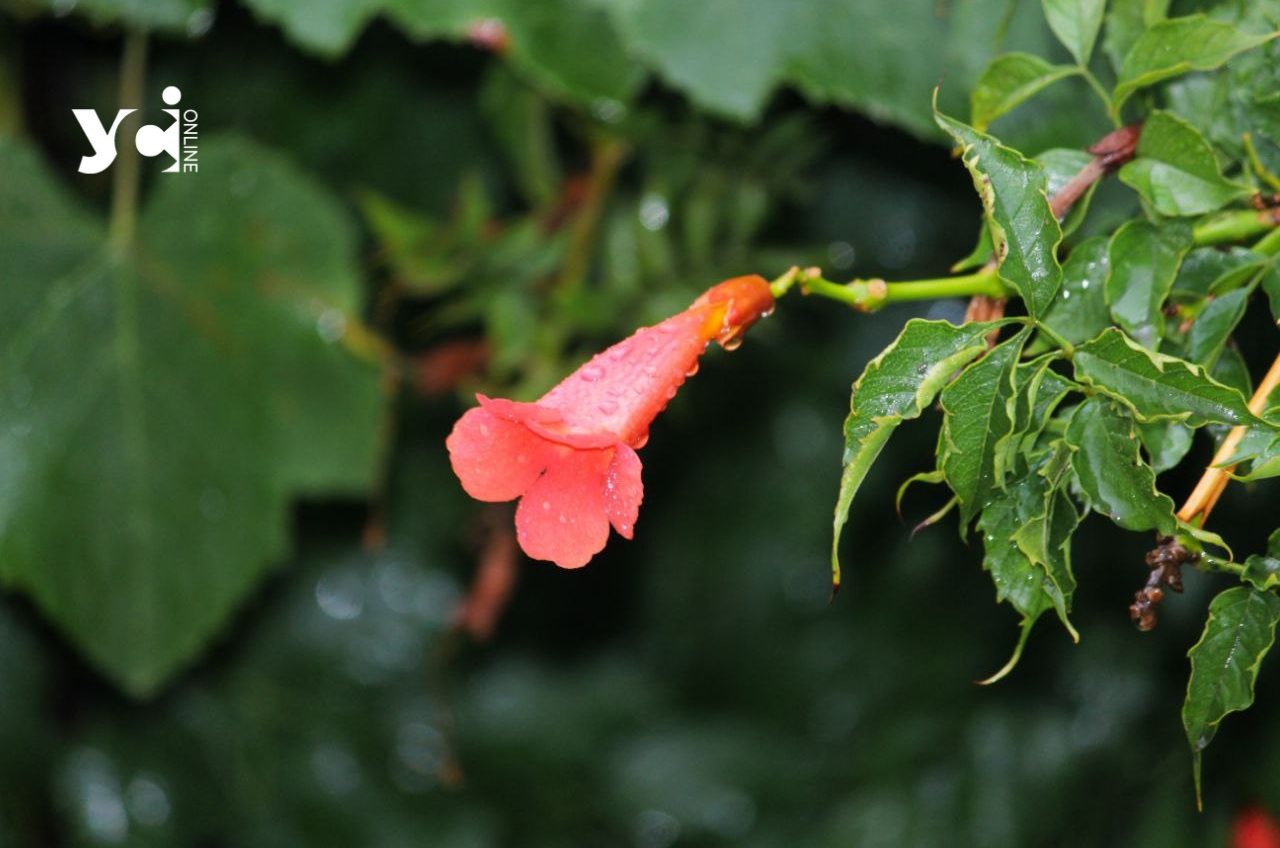 Четвер в Одесі буде теплим і з дощем usionline.com Четвер в Одесі буде теплим і з дощем «фото»