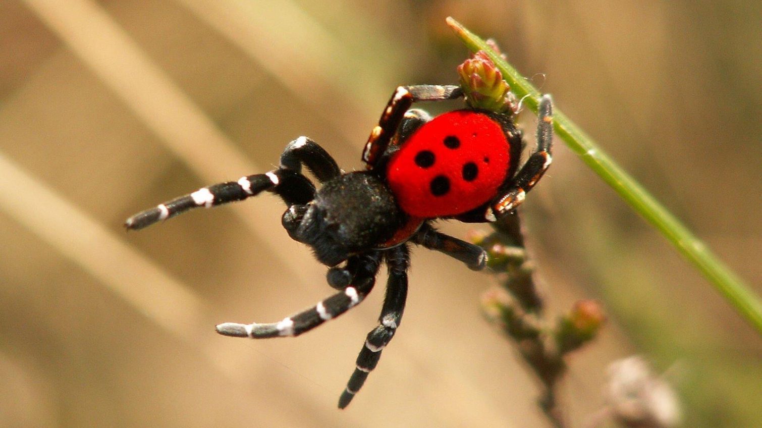Красиві та небезпечні: в Одеській області зустріли рідкісний вид павука «фото»
