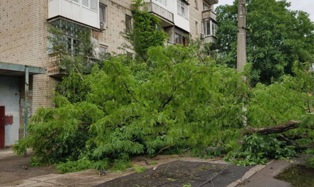 Деревопад в Одесі: на Педагогічній перекрило проїжджу частину (фото) «фото»