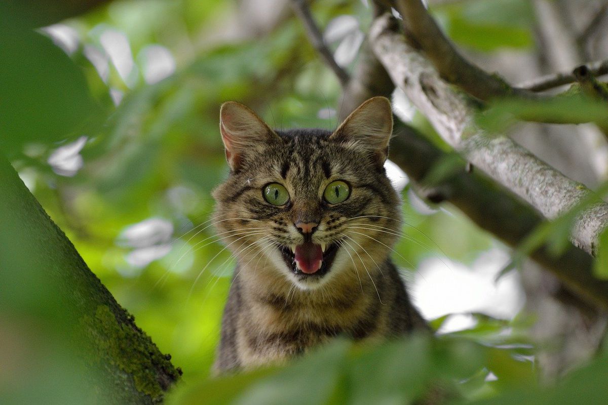 Обережно: в Одесі підтвердили випадки сказу у котів «фото»