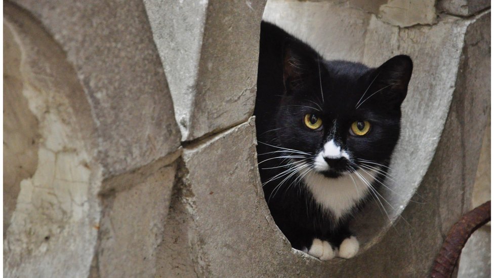 Треба допомога: від ракетного удару рф в Одесі постраждав котячий притулок (фото) «фото»