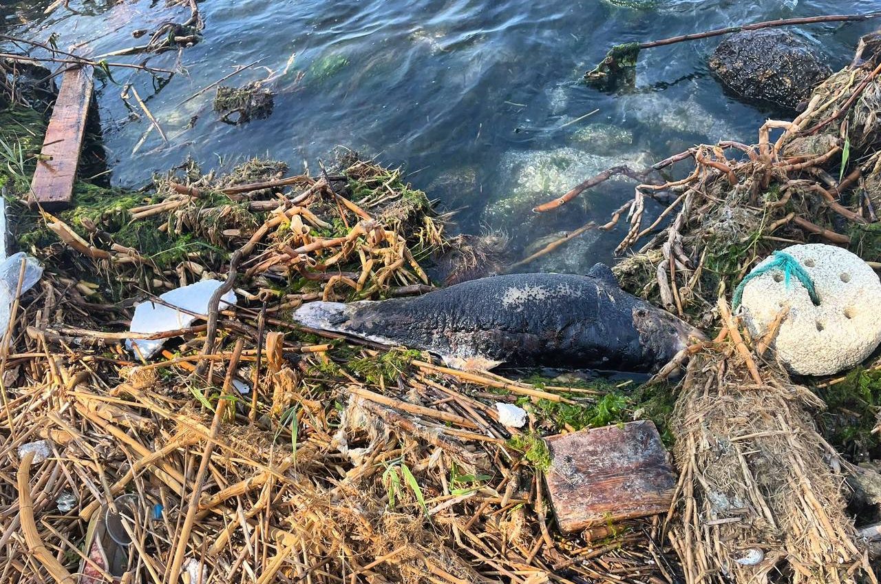 На одеський пляж викинуло мертвого молодого дельфіна (фото) «фото»