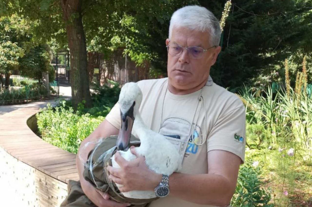 В Одесі врятували трьох білих лебедів (фото) «фото»
