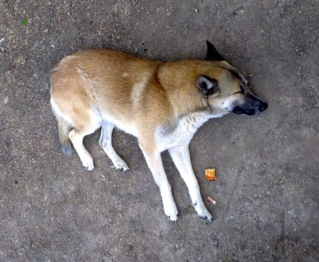 Догхантер-сепаратист з Одеси розповів, що масово отруїв собак «фото»