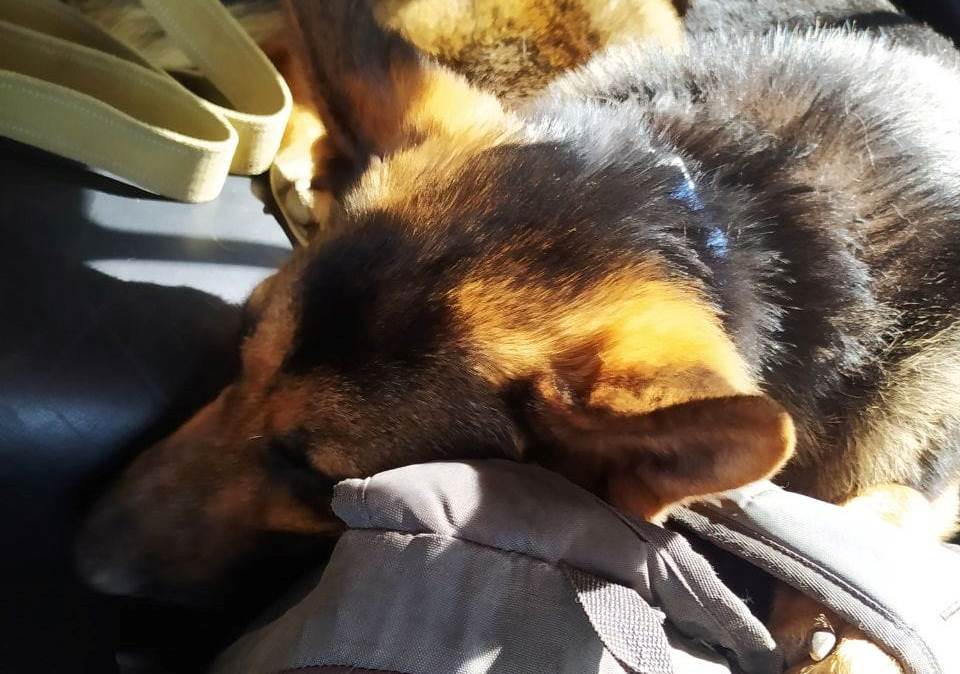 Відмовили в порятунку: мешканець Херсону з собакою пішки прийшли до Одеси  «фото»