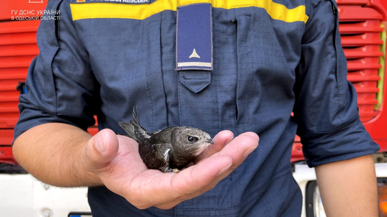 Одеські вогнеборці врятували миле пташеня (фото) «фото»